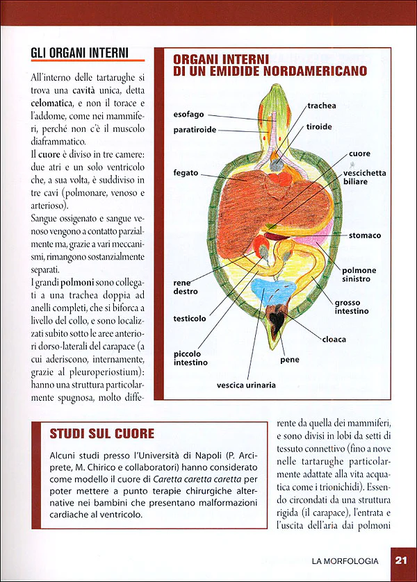 Immagine prodotto 5